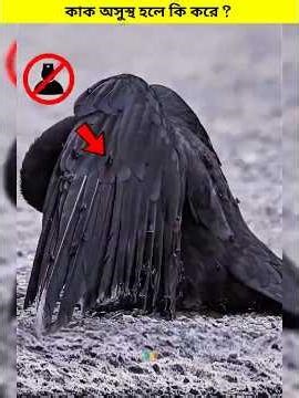 What Happens When a Crow Gets Sick 😱 ? #shorts #shortvideo #birds #crow #ants #facts
