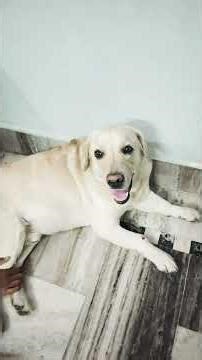 पूछ हुई की रस्सी#trend #doglover #labradorretreiver #funnydog #funnylabrador #cute #SNOOPY