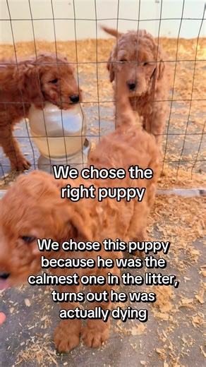 Backyard breeder dogs deserve loving homes too. We went to see these puppies that were being sold on kijiji, they were $800, which is weirdly low. We drive an hour out of the city and arrived at a farm house with some outbuildings but no barn. They led us to a heated shed where we were introduced to 4 little loves. The pups had their first shots, were 9 weeks old and were ready to go. We thought it was strange that momma dog wasn’t there with them and also they warned us the dog might seem “sick