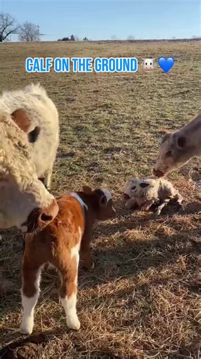 #calvingseason #cattle #whitedexter #dexter #farmlife | Cattle Farming