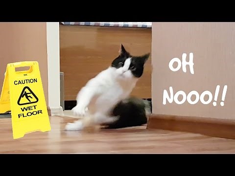 SLIPPING CAT ON WET FLOOR