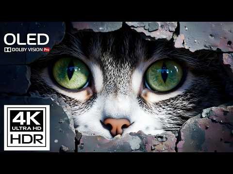 4K HDR Dolby Vision | Stunning Nature Demo in 60FPS