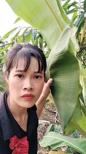 HAHAHA 🤣🤣🤣 So funny. This Tree Had Zero Mercy 😭😂 #vanlaugh #funny #viralvideo