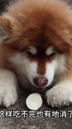 Meet Xiao Cai — the Most Expressive, Soulful Chinese Rural Dog You’ll Fall in Love With Instantly (R
