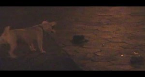 Dog Kills Many, Many Rats