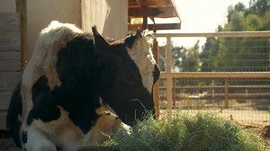 This Saturday, April 5th, watch #ExtraordinaryWorld on CBS WKND to see Jeff Corwin and our friend Moby visit Farm Sanctuary! Join them as they explore our sanctuary, meet our incredible rescue animals, and learn how we’re creating a more compassionate world for all. If you're in Los Angeles, tune in to KCBS at 11:30 AM! 💚 | Farm Sanctuary