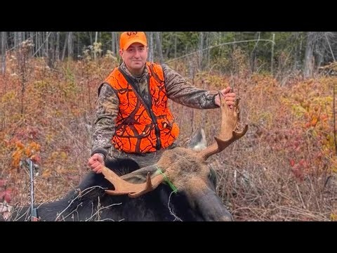 Maine Moose Hunting 2025 THE ALLAGASH Zone 1