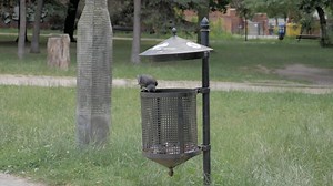 Bird, Dust Bin, Park. Free Stock Video