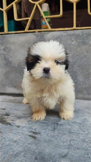 Lhasa apso | puppy pet