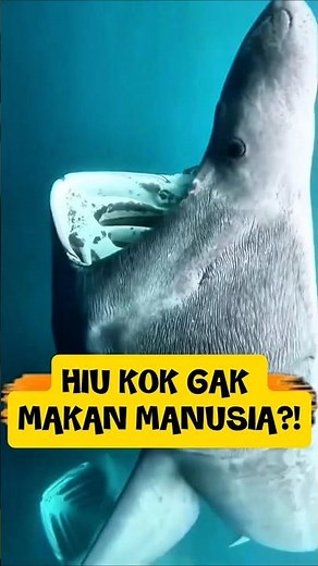 Basking Shark: It Has a Big Mouth, But Can't Eat Humans?!