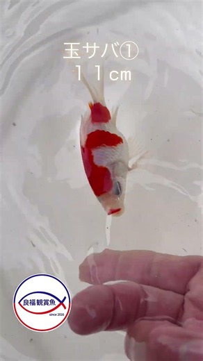 【玉サバ①】 #金魚 #熱帯魚 #aquarium #池 #fish #youtubeshorts #koi