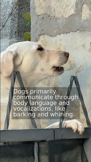 How do dogs communicate with each other?