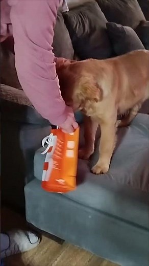 Loyal Golden Retriever Surprises Dad With Father's Day Gift