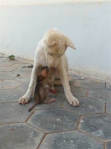 Cute Baby Monkey Bom's Family | Mr Bon