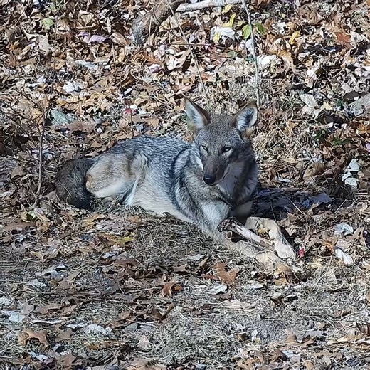 Got deer? The Red Wolves at the Wolf Conservation Center certainly do, and their gut biomes say "thank you!" The results indicate that kibble-based diets are linked to the most distinct gut microbiome - these meals are high in starch and should be reconsidered to include whole meat, to better match the prey sources of wild red wolves. | Wolf Conservation Center