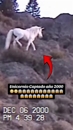 Unicornio Captado en Cámara: ¿Real o Ficción? 🦄