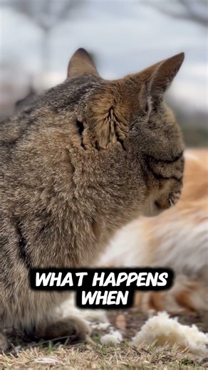 I Went 30 Days Without Scrolling My Phone #shorts #viral