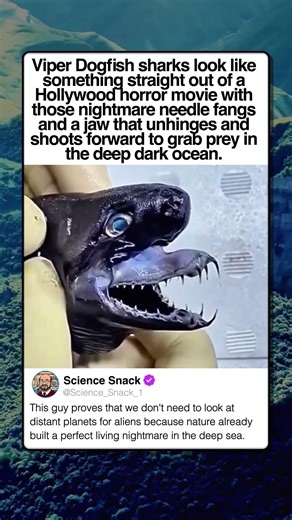 VIPER DOGFISH SHARK FROM THE DEEP