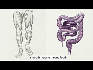 Cell Structure Explained (Organelles and Functions)