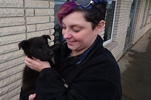 OSPCA rounds up 70 dogs in Grassy Narrows