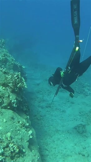 Exploring The Underwater World: Seafood Diving Adventures