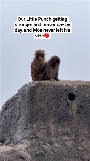 Our Little Punch getting stronger and braver day by day, and Moe never left his side. #punch #viral