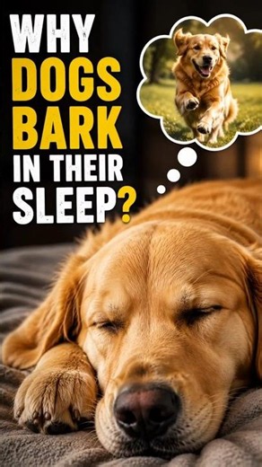 Why Do Dogs Bark in Their Sleep? 🐶 What Your Dog Is Dreaming About! #doggydaycare #shorts