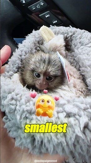 Pygmy Marmoset: The World’s Tiniest Monkey 🐒❤️