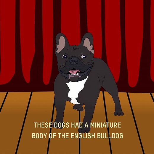 219K views · 4.3K reactions | On this episode of History of Dog Breeds, we take a look into the French Bulldog! One of the most popular small dog breeds, the Frenchie finds it's beginnings from Toy Bulldogs imported from England and local ratters in Paris, France! Link to the full video below: https://youtu.be/HRvv-o6AW0Y | Cesar Millan | Facebook