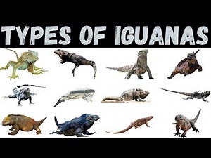Types Of Iguanas | Reptiles Education | Iguanas For Kids #iguana #education