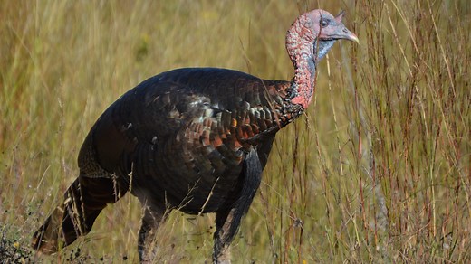 When does spring turkey hunting start in Nebraska? What to know before heading out