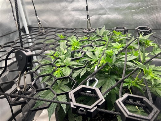 20x SCROG – Hexagonal Rope Hangers Made of PETG - Etsy