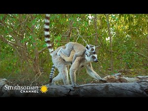 Play Sessions Can Indicate Who Will Rise in Lemur Society 🙉 Gangs of Lemur Island | Smithsonian