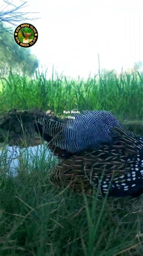 Kala Teetar Full Power Mode | Real Wildlife Action Scene💯 #shorts