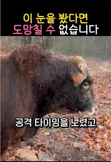 Sweet Sorrow of the Carrot - Moontail이(가) 포함된 dongsta82 (@dongsta82) 님의 동영상