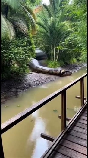 Giant 50m Python Spotted Under a Jungle Bridge! #wildlife #animals #snake #nature