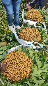 Longan is a beloved tropical fruit in Mauritius. Similar to lychee but smaller, it has sweet, translucent flesh. You’ll find it in local bazaars and from street vendors between January and March. Best enjoyed fresh, it’s also delicious in juices, liqueurs, or canned | RadioMoris.com