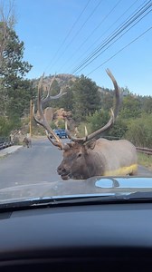 Yesterday, we got confirmation that Peanut was taken by a hunter during this last hunting season. He was my favorite bull to watch during the summer and the rut, and his spicy attitude will be missed by several people that followed him! #photography #wildlife #nature #reels #foryoupageシ #bull #bullelk #elk #wildanimals | Good Bull Guided