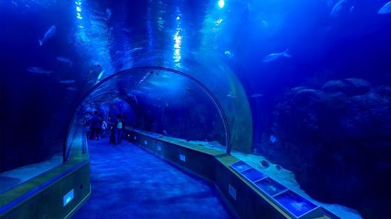Exploring Oceanogràfic Valencia Aquarium (4K)
