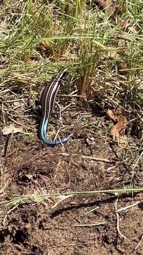 Skink lizard in Michigan with bright blue tail! #skink #michiganwildlife #lizard