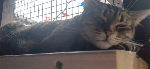 1.4K views | The Scratching Post Cat Rescue on Reels | Facebook