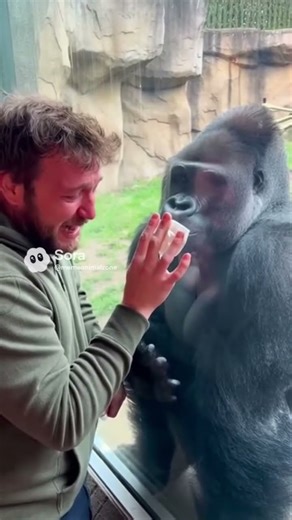 Gorilla Comforts a Crying Man! 🐒💖 Emotional Reaction