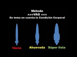 Cómo saber si mi Betta hembra esta lista para reproducirse