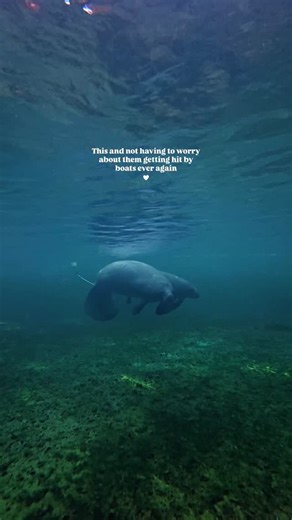 Talita | November is Manatee Awareness Month 🩵 . Manatees are one of Florida’s cutest, most gentle, and vulnerable marine mammals. They face... | Instagram