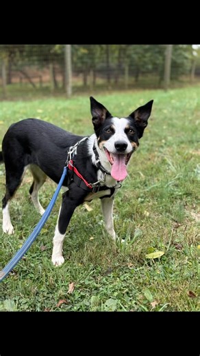 ⚠️Calling all Border Collie lovers — these two beauties will tug at your heartstrings💔⚠️ Lona and her daughter Sophie have lost everything they’ve ever known. Their beloved owner passed away, leaving these two loyal girls without the home and person they adored. Now they curl up together on one bed in the shelter, leaning into each other for comfort — a family holding onto the only thing they have left…each other❤️‍🩹 True to their Border Collie hearts, they are incredibly intelligent, sensitiv