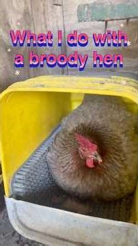 How to deal with a broody hen.