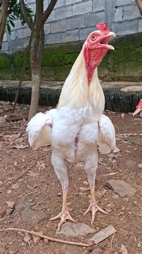 Rooster Sound Variations #rooster #chicken #ayam