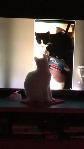 Nana cat try’s to pat him through tv ♥️