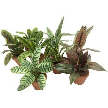 Stencilled miniature prayer plants in 12th scale