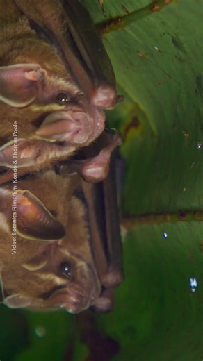 At least 22 species of New World leaf-nosed bats are known to build distinct structures that modify living leaves into shelters. By making precise cuts around major leaf veins, they make a variety of shelters, including ones that look like umbrellas and tents. While little is known about this behavior, a team of National Geographic Explorers is studying the creatures to learn how they evolved—and the role bats play in rainforest ecosystems. Explore what researchers are uncovering about tent-maki